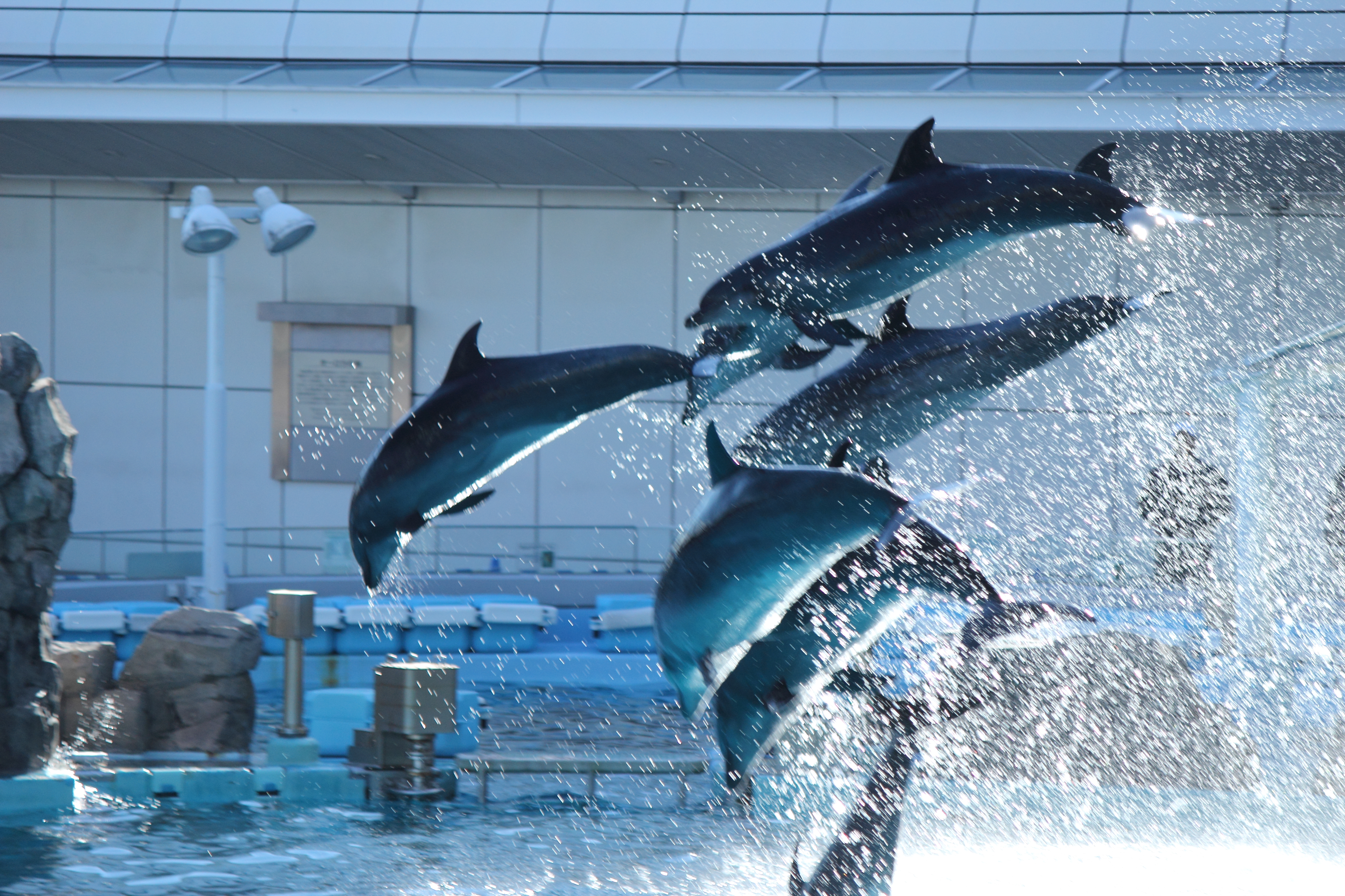 19 名古屋港水族館まとめ 年パス チケット予約購入 ランチ シャチ公開など見どころや楽しみ方いっぱい おばトピ