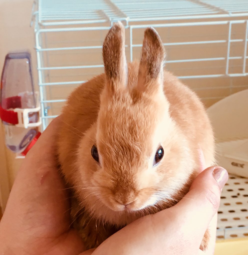 うさぎの10点セット！【トイレ、シート、ペレット他】 GEX】 四角ラビレットXL なんと広々＆深い… おしっこも飛び散ら