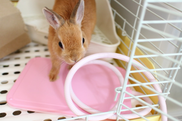 手軽にできるウサギ冬の寒さ対策 朝晩冷える10月から気をつけてあげて おばトピ